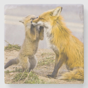 USA, Colorado, Breckenridge. Red fox mother 2 Stone Coaster