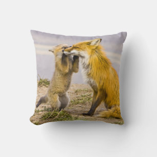 USA, Colorado, Breckenridge. Red fox mother 2 Throw Pillow