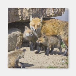 USA, Colorado, Breckenridge. Red fox mother 4 Magnet