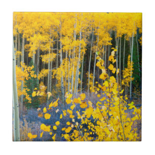 USA, Colorado. Bright Yellow Aspens In Rockies 2 Tile