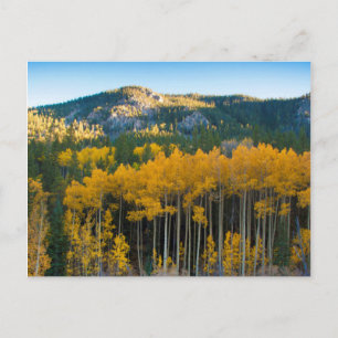 USA, Colorado. Bright Yellow Aspens in Rockies Postcard