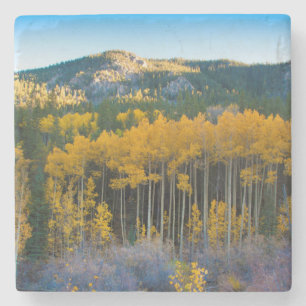 USA, Colorado. Bright Yellow Aspens in Rockies Stone Coaster