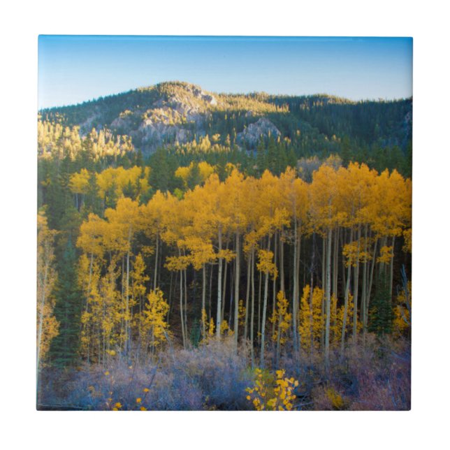 USA, Colorado. Bright Yellow Aspens in Rockies Tile (Front)