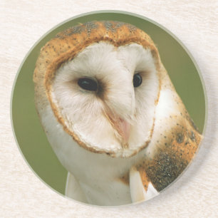 USA, Colorado, Broomfield. Barn owl Coaster