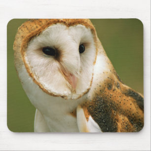 USA, Colorado, Broomfield. Barn owl Mouse Pad