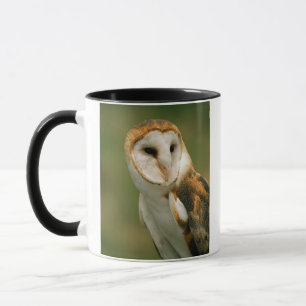 USA, Colorado, Broomfield. Barn owl Mug