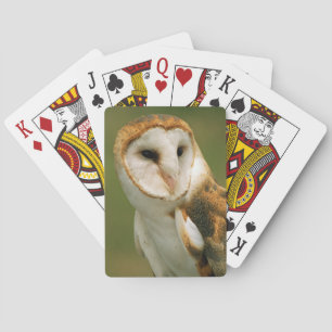 USA, Colorado, Broomfield. Barn owl Playing Cards