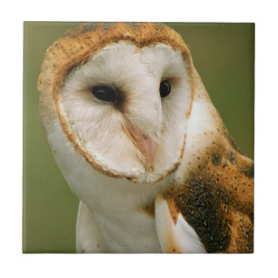 USA, Colorado, Broomfield. Barn owl Tile