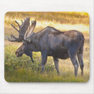 USA, Colorado, Cameron Pass. Bull moose Mouse Pad