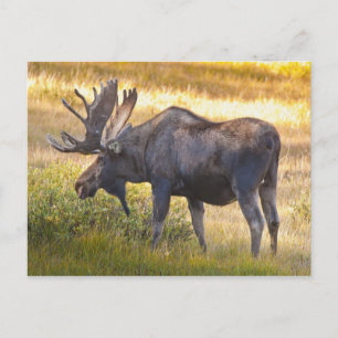 USA, Colorado, Cameron Pass. Bull moose Postcard