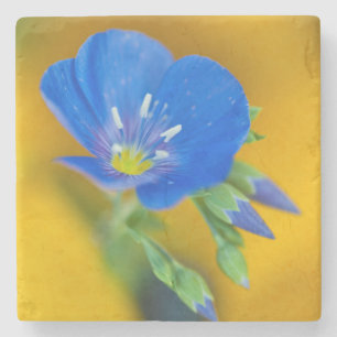 USA, Colorado. Close-up of cranesbill geranium Stone Coaster