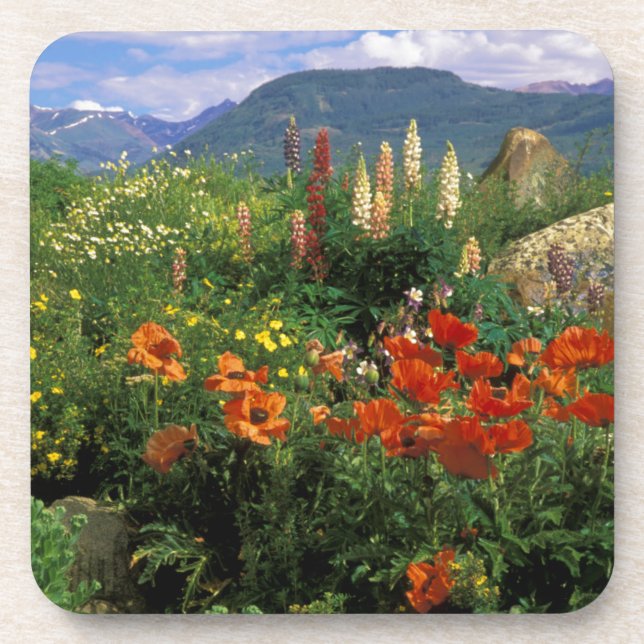 USA, Colorado, Crested Butte. Poppies and lupine Coaster (Front)