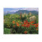 USA, Colorado, Crested Butte. Poppies and lupine
