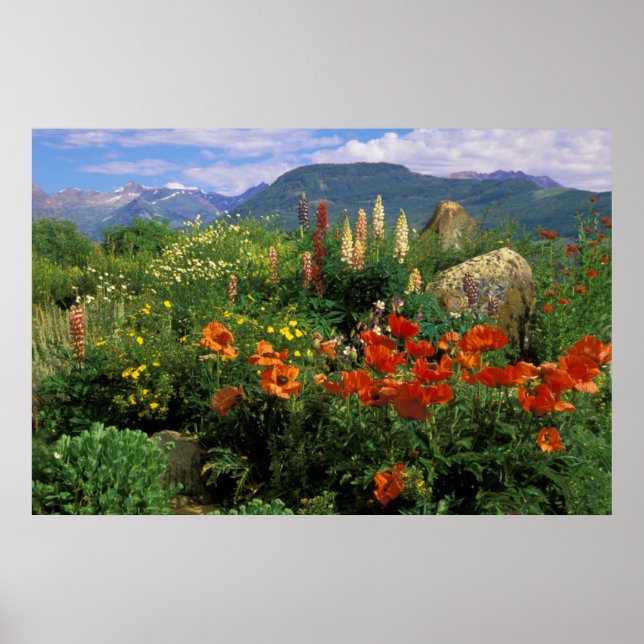 USA, Colorado, Crested Butte. Poppies and lupine Poster (Front)