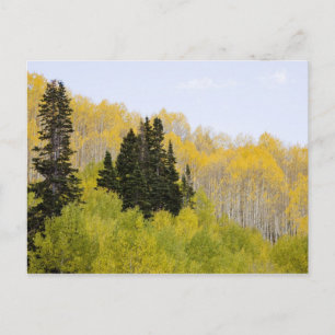 USA, Colorado, Gunnison National Forest, along 2 Postcard