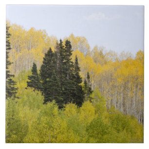 USA, Colorado, Gunnison National Forest, along 2 Tile
