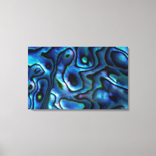 USA, Colorado, Lafayette. Abalone shell Canvas Print
