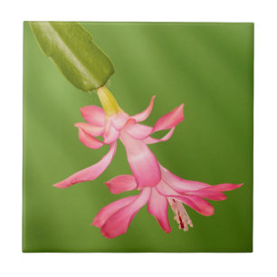 USA, Colorado, Lafayette. Christmas cactus Tile
