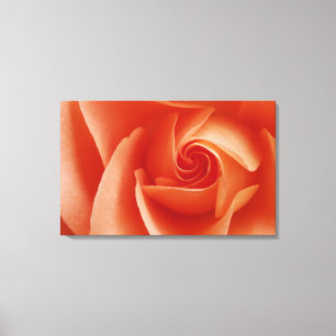 USA, Colorado, Lafayette. Peach rose close-up Canvas Print