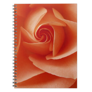 USA, Colorado, Lafayette. Peach rose close-up Notebook