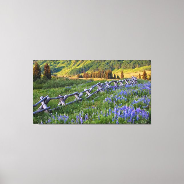 USA, Colorado. Lupines and split rail fence Canvas Print (Front)