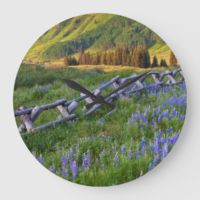 USA, Colorado. Lupines and split rail fence Large Clock (Front)