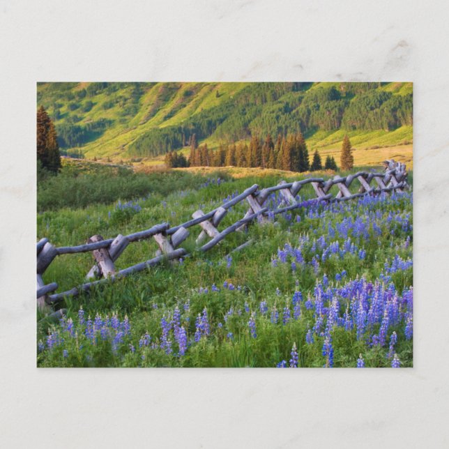 USA, Colorado. Lupines and split rail fence Postcard (Front)