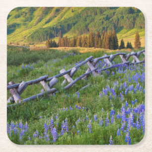 USA, Colorado. Lupines and split rail fence Square Paper Coaster