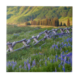 USA, Colorado. Lupines and split rail fence Tile