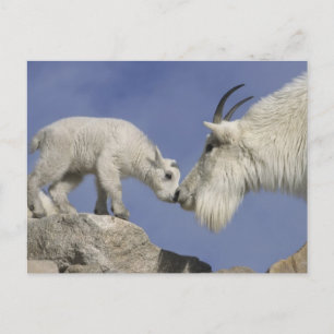 USA, Colorado, Mount Evans. Mountain goat mother Postcard