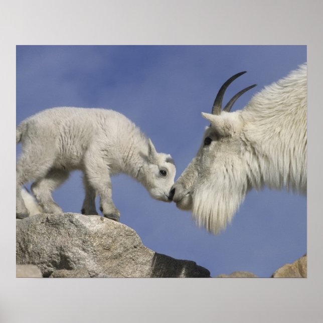 USA, Colorado, Mount Evans. Mountain goat mother Poster (Front)