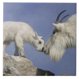USA, Colorado, Mount Evans. Mountain goat mother Tile