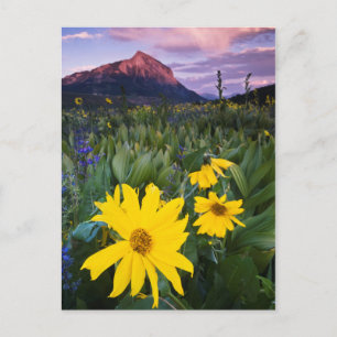 USA, Colorado, Mt. Crested Butte Postcard