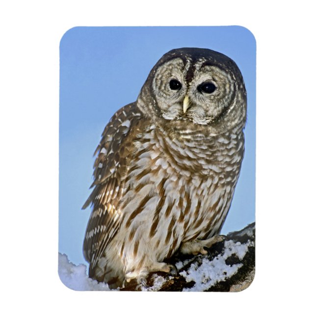USA, Colorado. Portrait of barred owl perched Magnet (Vertical)