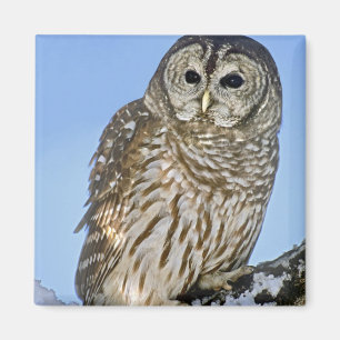 USA, Colorado. Portrait of barred owl perched Magnet