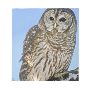 USA, Colorado. Portrait of barred owl perched Notepad