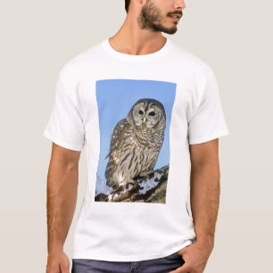 USA, Colorado. Portrait of barred owl perched T-Shirt