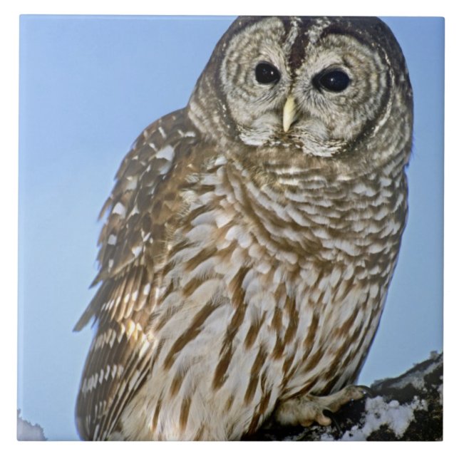USA, Colorado. Portrait of barred owl perched Tile (Front)