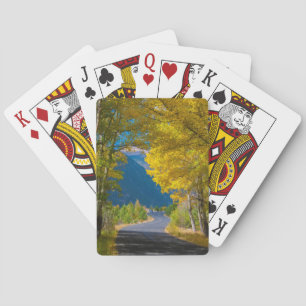 USA, Colorado. Road Flanked By Aspens Playing Cards