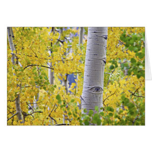 USA, Colorado, Rocky Mountains. Intimate aspen 2