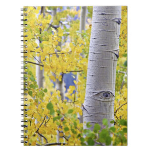 USA, Colorado, Rocky Mountains. Intimate aspen 2 Notebook
