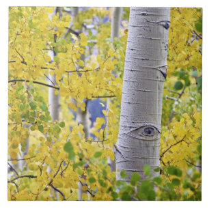 USA, Colorado, Rocky Mountains. Intimate aspen 2 Tile