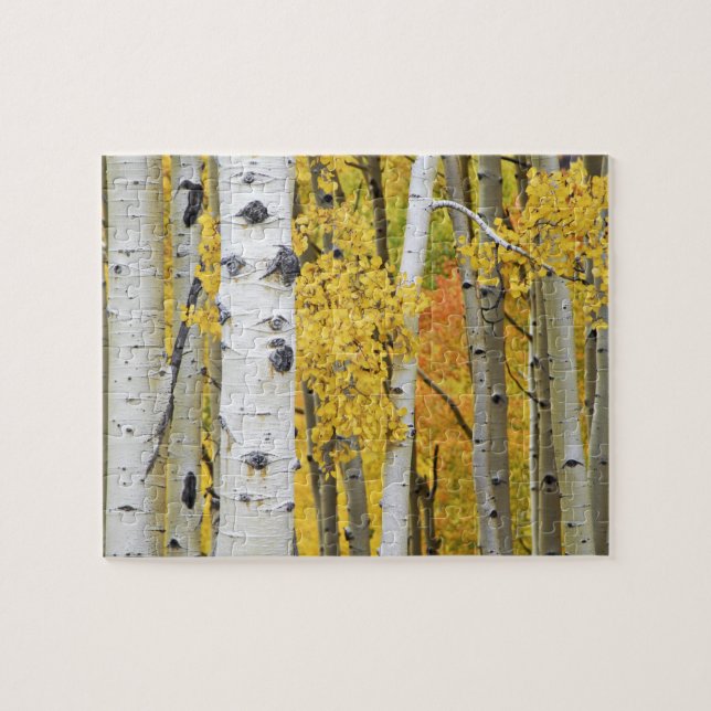 USA, Colorado, Rocky Mountains.  Intimate aspen Jigsaw Puzzle (Horizontal)