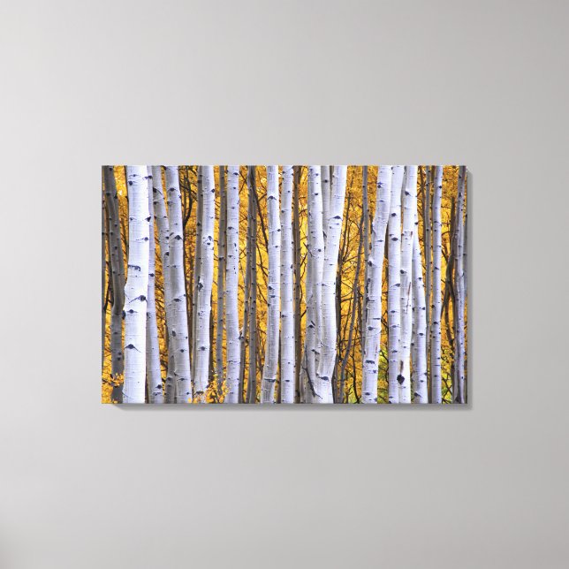 USA, Colorado, Rocky Mountains.  Intimate scene Canvas Print (Front)