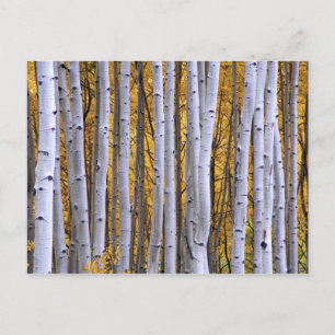 USA, Colorado, Rocky Mountains. Intimate scene Postcard