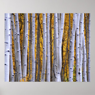 USA, Colorado, Rocky Mountains.  Intimate scene Poster