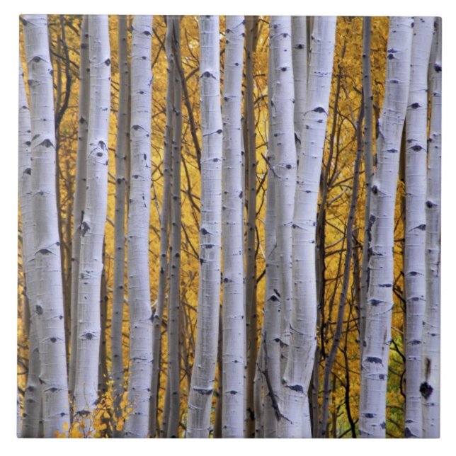USA, Colorado, Rocky Mountains.  Intimate scene Tile (Front)