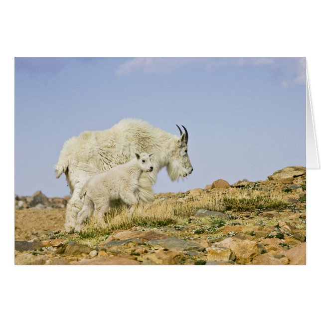 USA, Colorado, Rocky Mountains, Mount Evans, (Front Horizontal)