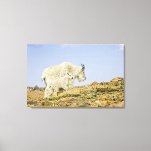 USA, Colorado, Rocky Mountains, Mount Evans, Canvas Print