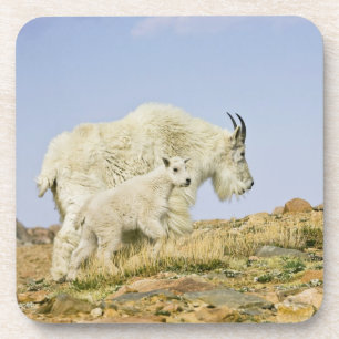 USA, Colorado, Rocky Mountains, Mount Evans, Coaster